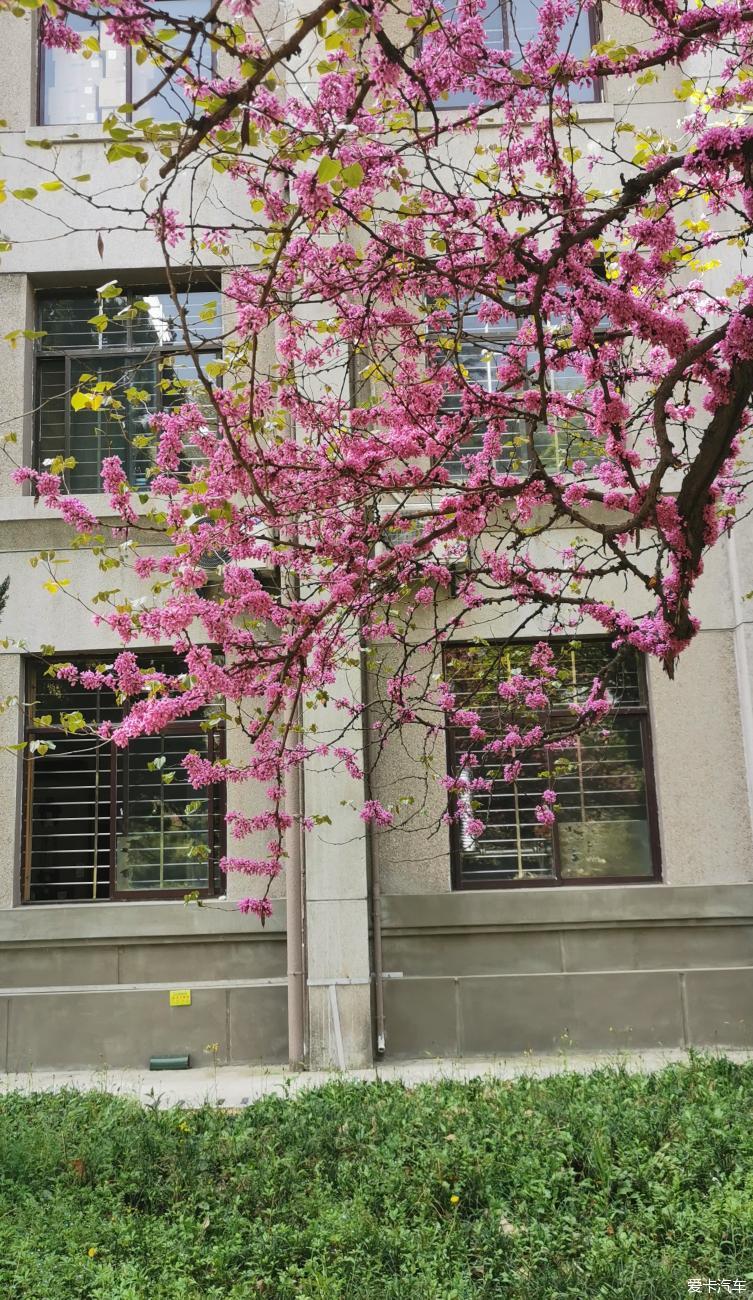 陕西交通大学樱花全景图片,西安交通大学樱花来历